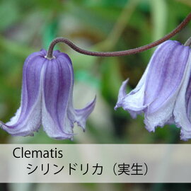 クレマチス【苗】インテグリフォリアシリンドリカ(実生)青・紫系
