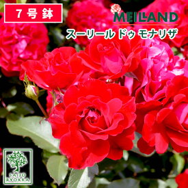 楽天市場 モナリザ バラの通販