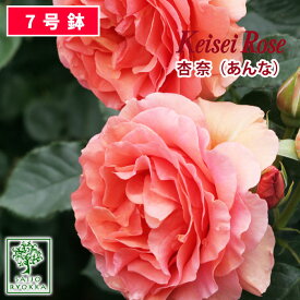 【クーポンあり】バラ苗 京成バラ園 京成 杏奈(あんな） 大苗 7号鉢 アプリコット系 薔薇苗 ばら苗 バラ 苗 鉢植え【送料無料 北海道沖縄発送不可】 【期日指定不可】【バラ3鉢で1000円引き】【★お買い物マラソン！】