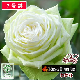 楽天市場 バラ わかなの通販