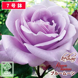 楽天市場 バラ ブルームーン 花 ガーデン Diy の通販