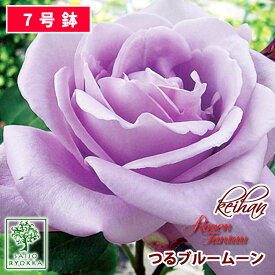 楽天市場 バラ ブルームーン 苗物 ガーデニング 農業 花 ガーデン Diyの通販