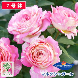 【クーポンあり】バラ苗 デルバール マルクシャガール 大苗 7号鉢 ピンクと白の絞り POT 薔薇苗 ばら苗 バラ 苗 鉢植え【送料無料 北海道沖縄発送不可】 【期日指定不可】【バラ3鉢で1000円引き】【★お買い物マラソン！】