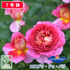 バラ 鉢植えの人気商品 通販 価格比較 価格 Com