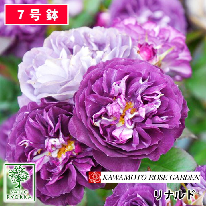 楽天市場 残りわずか バラ苗 河本バラ園 リナルド 大苗 7号鉢 紫系 Scl 薔薇苗 ばら苗 バラ 苗 鉢植え 送料無料 北海道沖縄発送不可 母の日ギフト対応不可 今だけ超得なクーポン有 園芸専門店 さいじょう緑花