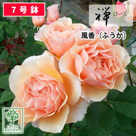 楽天市場 バラ 苗 強健 アプリコットの通販