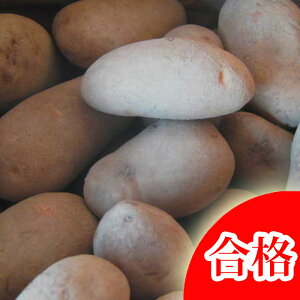 yzႪ  [NC 10kgi[UjyiρzytAWKCzỹWKC̎Ȃ瓯\zyz