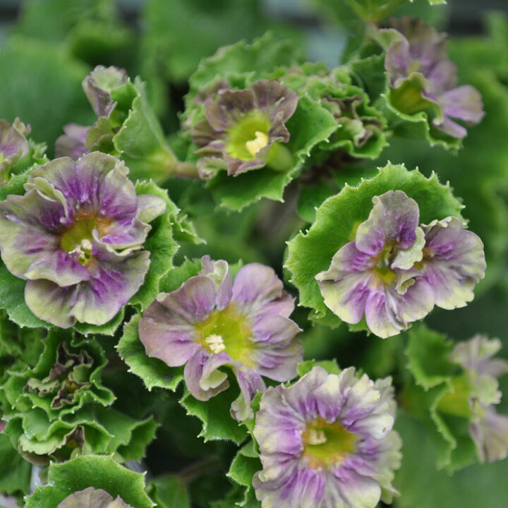 楽天市場 花苗 プリムラオブコニカ プリカント ブルー パープル 園芸専門店 さいじょう緑花