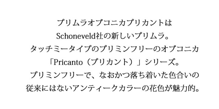 楽天市場 花苗 プリムラオブコニカ プリカント ブルー パープル 園芸専門店 さいじょう緑花 楽天市場 花苗 プリムラオブコニカ プリカント ブルー パープル 園芸専門店 さいじょう緑花