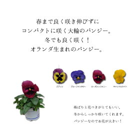 【限定予約販売ビオラ】プレミアムパンジーウィンターパーティー苗選べる4色3POTset