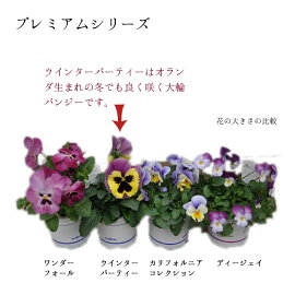【限定予約販売ビオラ】プレミアムパンジーウィンターパーティー苗選べる4色3POTset