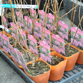 ピンクアナベル2アメリカアジサイ珍しいピンク改良アナベル10.5cmPOT【落葉中】