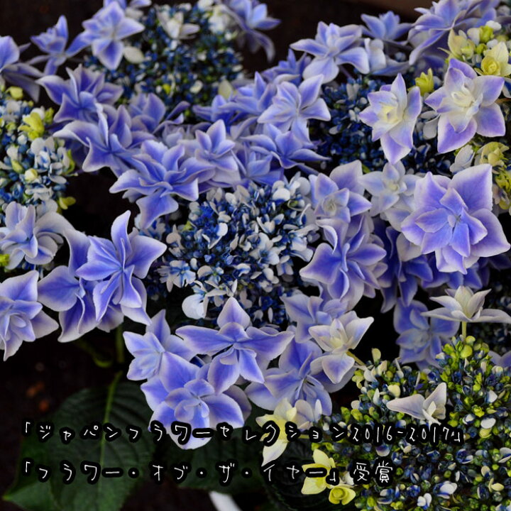 楽天市場 23予約 母の日 プレゼント アジサイ 母の日ギフト プレゼント 紫陽花 銀河 おすすめ 鉢花 母の日ギフト 送料無料 北海道沖縄東北発送不可 プレゼント カーネーションより人気の鉢植え フラワーオブザイヤー万華鏡に続く島根県のアジサイ 楽天市場 23予約 母の日 プレゼント アジサイ 母の日ギフト プレゼント 紫陽花 銀河 おすすめ 鉢花 母の日ギフト 送料無料 北海道沖縄東北発送不可 プレゼント カーネーションより人気の鉢植え フラワーオブザイヤー万華鏡に続く島根県のアジサイ