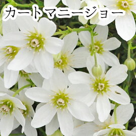 クレマチス【苗】オセアニアカートマニージョー白系