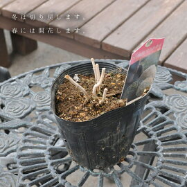 楽天市場 アジサイ苗 ピンクアナベル2 アメリカアジサイ 珍しいピンク 改良アナベル 園芸専門店 さいじょう緑花