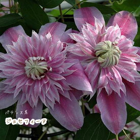 楽天市場 クレマチス パテンス 八重の通販 楽天市場 クレマチス パテンス 八重の通販