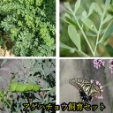 アゲハチョウ飼育(卵・アゲハ草)セット【予約販売】【納期指定不可】