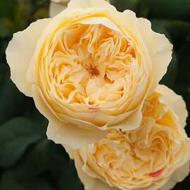 新品種旋律薔薇バラ苗京阪ローズF&G6号鉢ピンク花