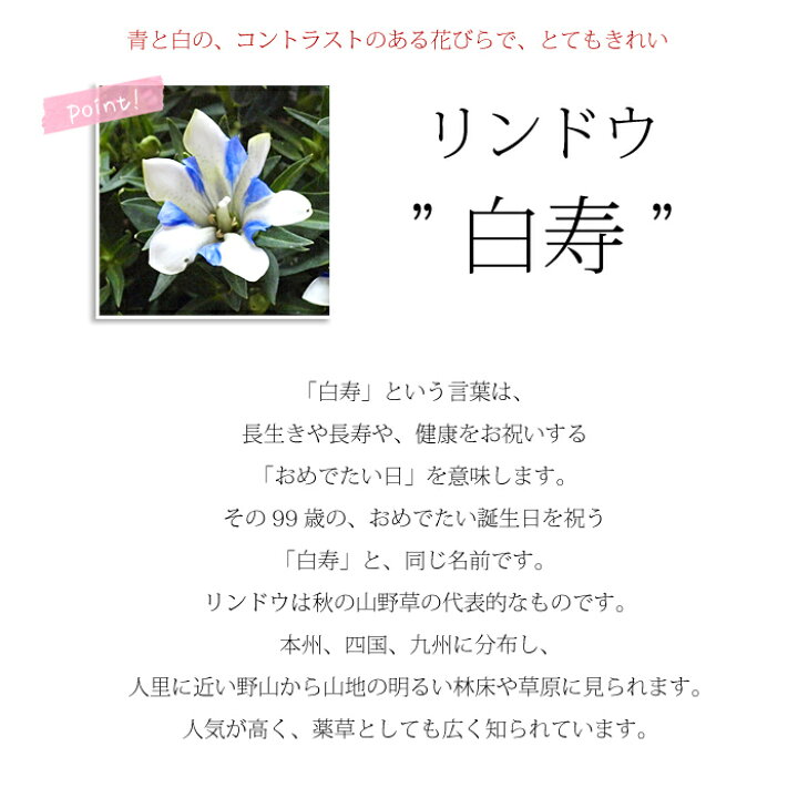 楽天市場 遅れてごめんね 敬老の日のプレゼント花ギフト リンドウ 白寿 りんどう 鉢花 敬老の日ギフト 送料無料 北海道沖縄東北発送不可 鉢物 実用的なものより人気 プレゼント 花 花鉢 鉢植え 敬老21 専門的品質 残りわずか
