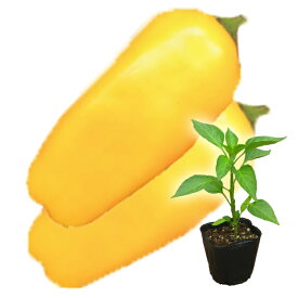 野菜苗 ピーマン 鈴なりパプリカ カラフルミニパピー イエロー 苗 1POT【2020年予約苗】【納期指定不可】