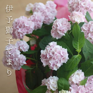 あじさい てまりてまりの通販 価格比較 価格 Com