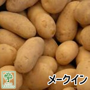 じゃがいも 1kg 種の人気商品 通販 価格比較 価格 Com