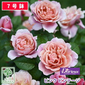 【クーポンあり】バラ苗 ドリュ ピンク ビンテージ 大苗 7号鉢 ピンク系 SCL 薔薇苗 ばら苗 バラ 苗 鉢植え【送料無料 北海道沖縄発送不可】 【期日指定不可】【バラ3鉢で1000円引き】【母の日対応不可】