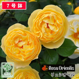 楽天市場 ロサオリエンの通販