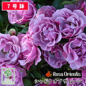 楽天市場 薔薇 苗の通販