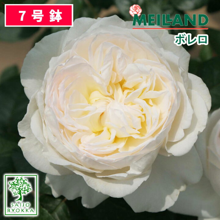 楽天市場 予約バラ苗 バラ苗 京成バラ園 メイアン ボレロ 大苗 7号鉢 白系 薔薇苗 ばら苗 バラ 苗 鉢植え 送料無料 北海道沖縄発送不可 0と5のつく日は楽天カードでお得 園芸専門店 さいじょう緑花