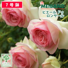 バラ苗 京成バラ園 メイアン ピエール ドゥ ロンサール 大苗 7号鉢 ピンク系 CL 薔薇苗 ばら苗 バラ 苗 鉢植え【送料無料 北海道沖縄発送不可】 【期日指定不可】【バラ3鉢で1000円引き】【★お買い物マラソン！】