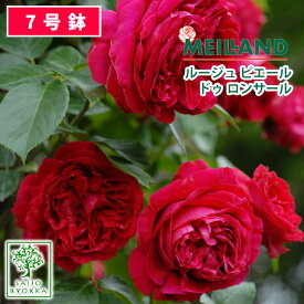 バラ苗 京成バラ園 メイアン ルージュ ピエール ドゥ ロンサール 大苗 7号鉢 赤系 CL 薔薇苗 ばら苗 バラ 苗 鉢植え【送料無料 北海道沖縄発送不可】 【期日指定不可】【バラ3鉢で1000円引き】【★お買い物マラソン！】