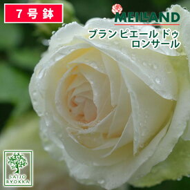 楽天市場 ブラン ピエール ドゥ ロンサールの通販