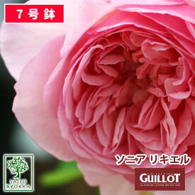 楽天市場 ギヨー バラ 苗の通販
