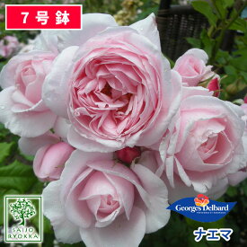 楽天市場 バラ ガーデニング 農業 花 ガーデン Diy の通販