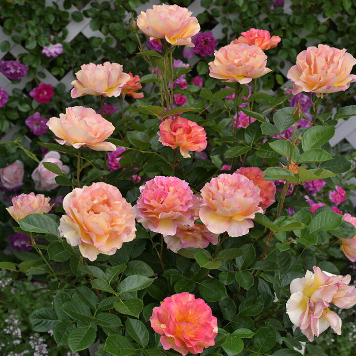 楽天市場 デルバール ラ パリジェンヌ 大苗 7号鉢 オレンジ系 Scl 薔薇苗 ばら苗 鉢植え 予約商品とは同梱不可 送料無料 北海道沖縄発送不可 0と5のつく日はエントリーでお得 園芸専門店 さいじょう緑花