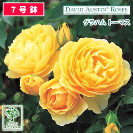 【現在1000円OFF】即納バラ苗 オースチン グラハム トーマス 大苗 7号鉢 黄系 つるバラ CL イングリッシュローズ ER 薔薇苗 ばら苗 バラ 苗 鉢植え【送料無料 北海道沖縄発送不可】