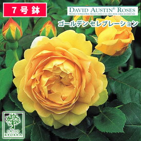 【現在1000円OFF】即納バラ苗 オースチン ゴールデン セレブレーション 大苗 7号鉢 黄系 つるバラ CL イングリッシュローズ ER 薔薇苗 ばら苗 バラ 苗 鉢植え【送料無料 北海道沖縄発送不可】
