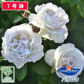 【クーポンあり】バラ苗 デルバール パブロワ 大苗 7号鉢 白系 SCL 薔薇苗 ばら苗 バラ 苗 鉢植え【送料無料 北海道沖縄発送不可】 【期日指定不可】【バラ3鉢で1000円引き】【母の日対応不可】