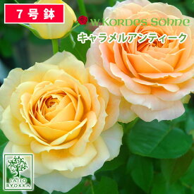 楽天市場 バラ 苗 アンティークの通販