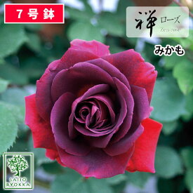 バラ苗 禅ローズ みかも 大苗 7号鉢 紫系 薔薇苗 ばら苗 バラ 苗 鉢植え【送料無料 北海道沖縄発送不可】 【期日指定不可】【バラ3鉢で1000円引き】【★お買い物マラソン！】