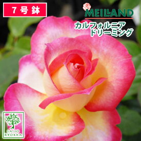 楽天市場 メイアン バラの通販