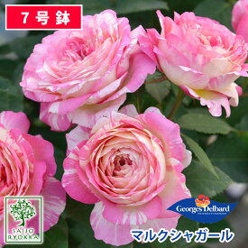 楽天市場 バラ 苗 四季咲き 白 カップ咲きの通販