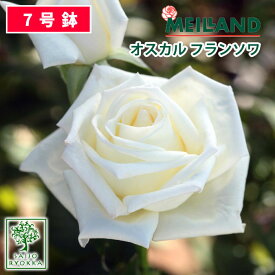 バラ苗 京成バラ園 メイアン オスカル フランソワ 大苗 7号鉢 白系 HT 薔薇苗 ばら苗 バラ 苗 鉢植え【送料無料 北海道沖縄発送不可】 【期日指定不可】【バラ3鉢で1000円引き】【★お買い物マラソン！】