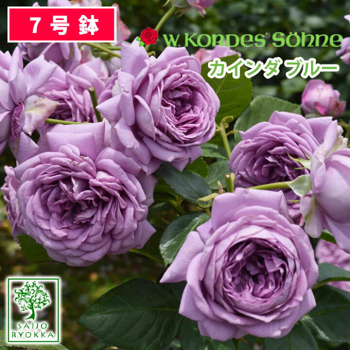 楽天市場 予約バラ苗 バラ苗 京成バラ園 コルデス カインダ ブルー 大苗 7号鉢 紫系 Ht 薔薇苗 ばら苗 バラ 苗 鉢植え 送料無料 北海道沖縄発送不可 10日0 5のつく日でポイントアップ 園芸専門店 さいじょう緑花