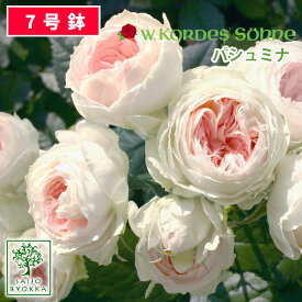 楽天市場 パシュミナ バラ苗の通販