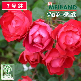 楽天市場 メイアン バラの通販