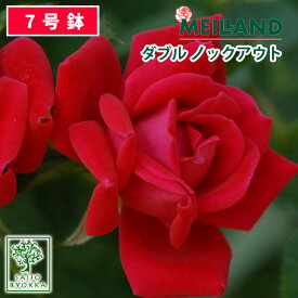 楽天市場 メイアン バラの通販