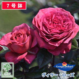 バラ苗 デルバール ヴィウー ローズ 大苗 7号鉢 赤系 POT 薔薇苗 ばら苗 バラ 苗 鉢植え 【送料無料 北海道沖縄発送不可】 【期日指定不可】【バラ3鉢で1000円引き】【★お買い物マラソン！】