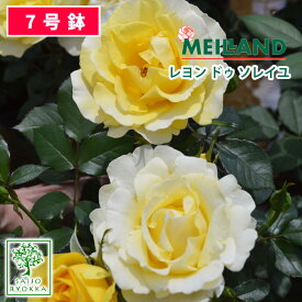 楽天市場 メイアン バラの通販